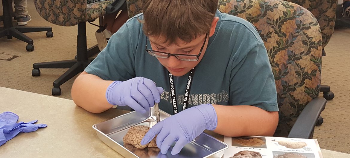 Morgan Junior High School student Joshua Kuntz making the first incision into a sheep brain. The dissection was one of the many events Educational Talent Search students participated in during the week-long Summer Career Camp.